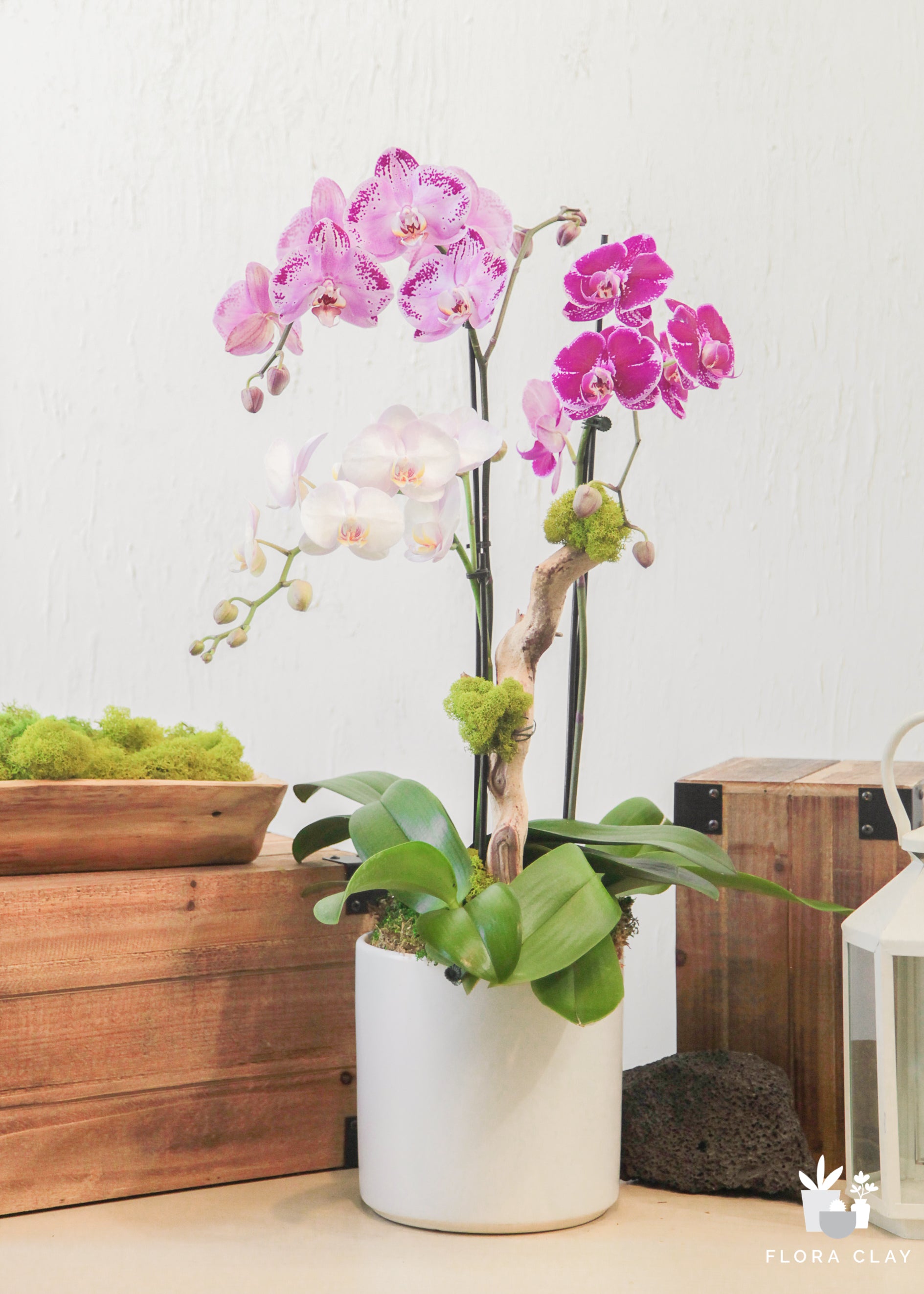 urban-beauty-orchid-floraclay-2.jpg