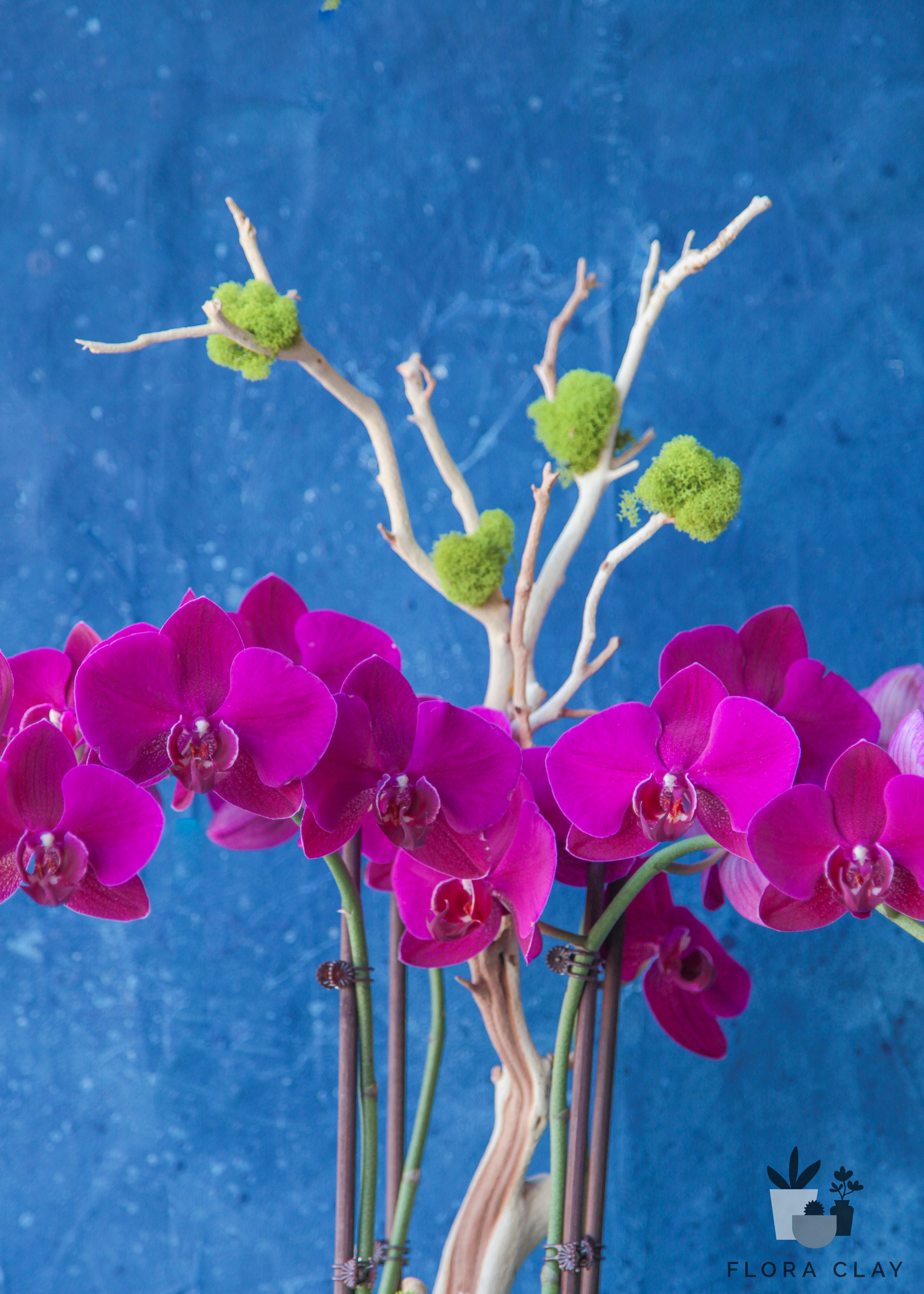 vivid-orchid-arrangement-floraclay-3.jpg