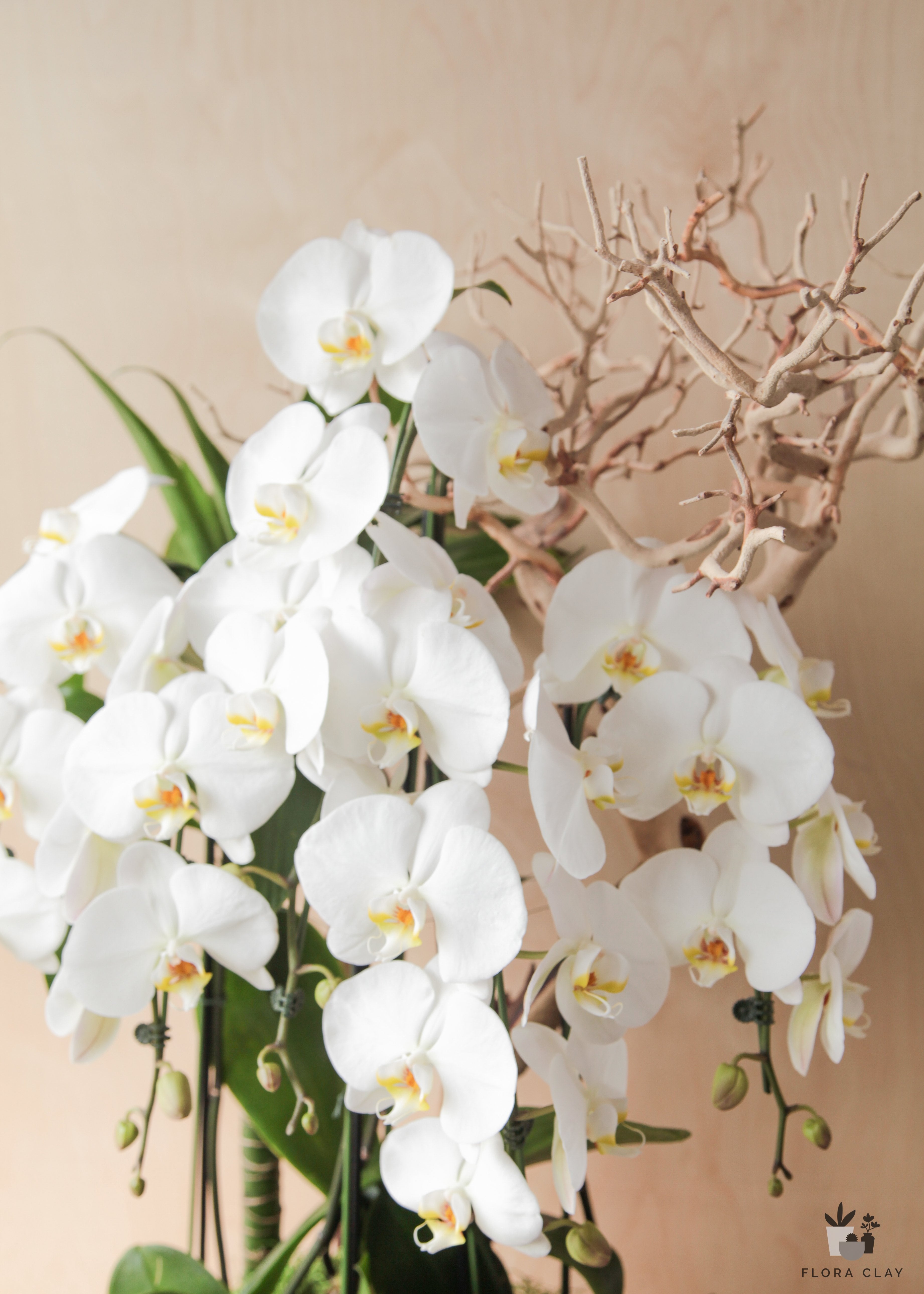 white-bloom-orchid-arrangement-floraclay-3.jpg