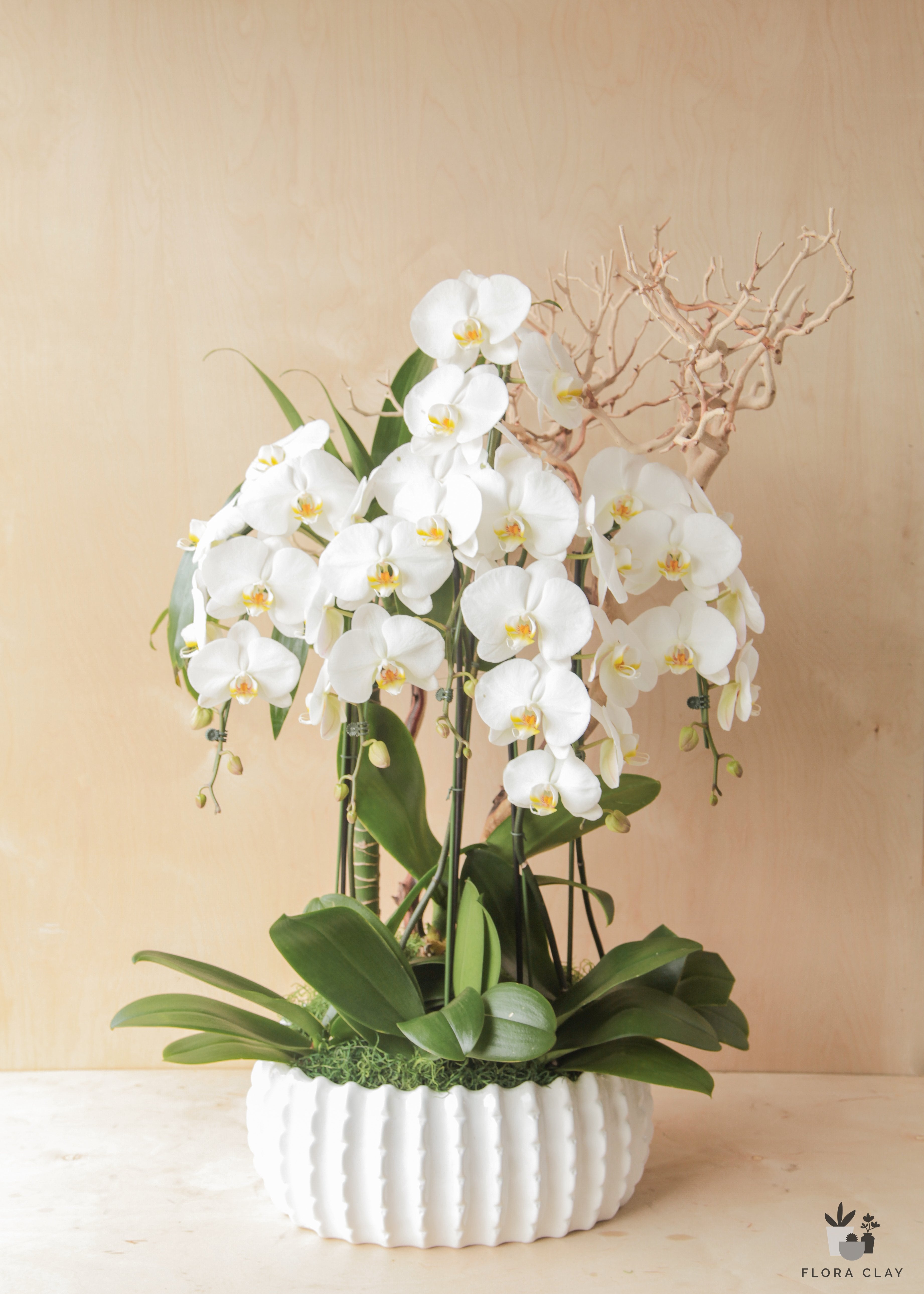 white-bloom-orchid-arrangement-floraclay-4.jpg