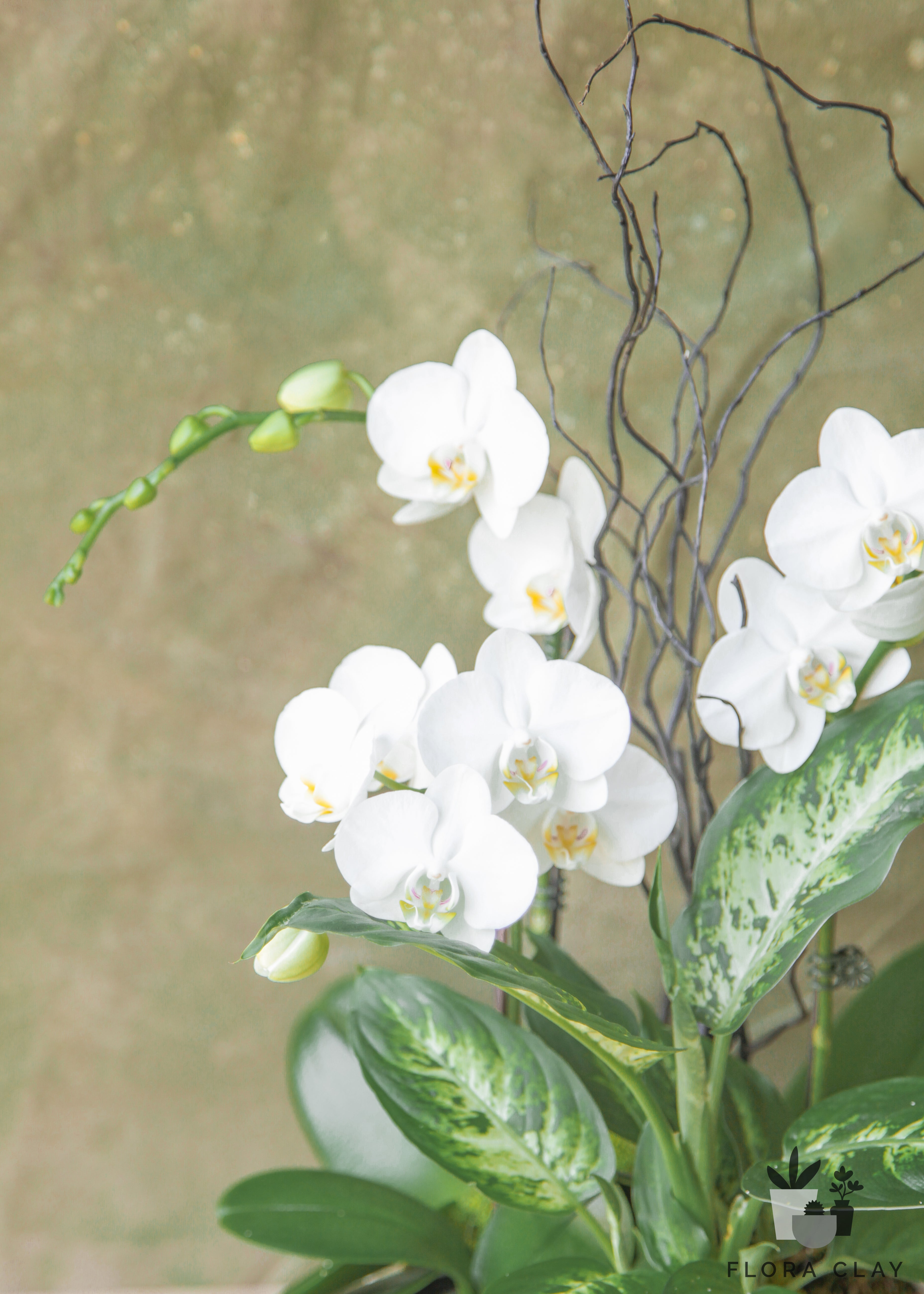 white-nile-orchid-arrangement-floraclay-3.jpg