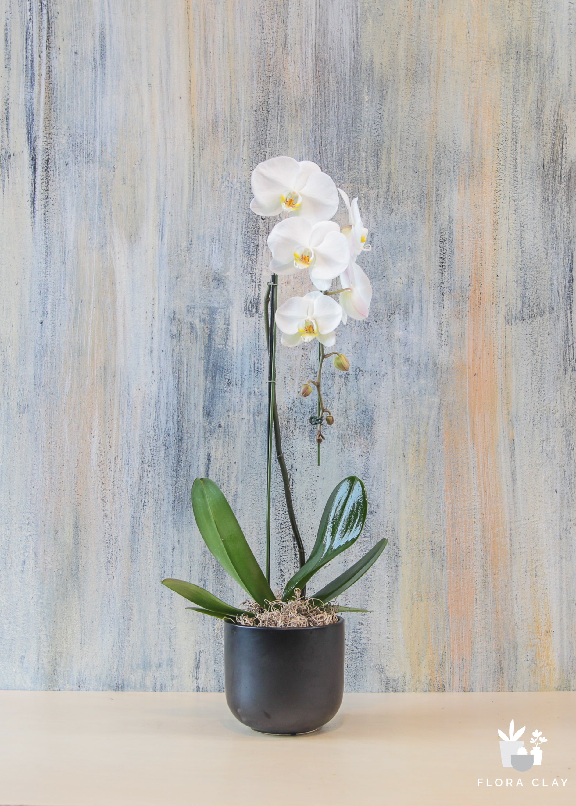 white cascading orchid in black pot