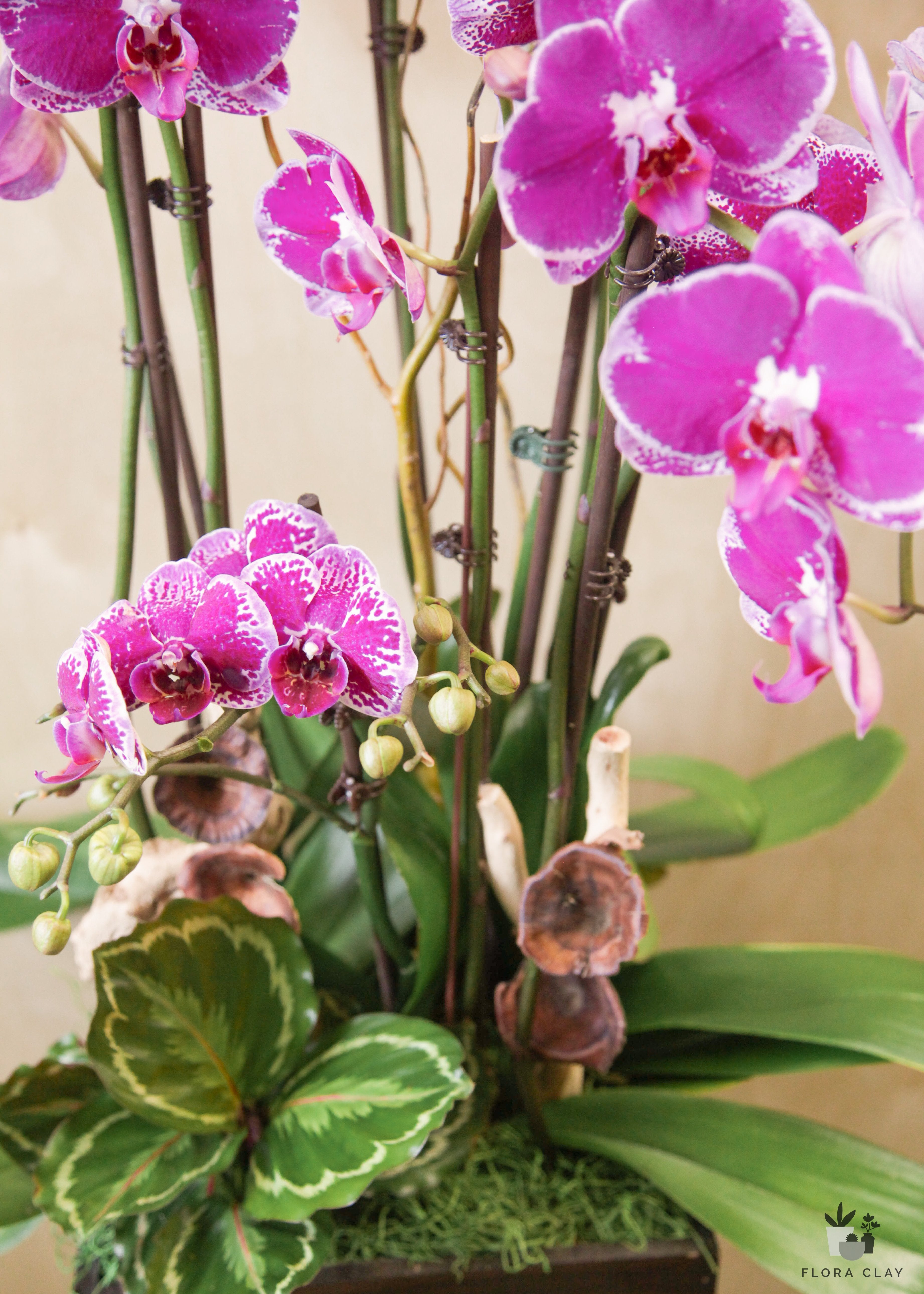 wild-one-orchid-arrangement-floraclay-3.jpg
