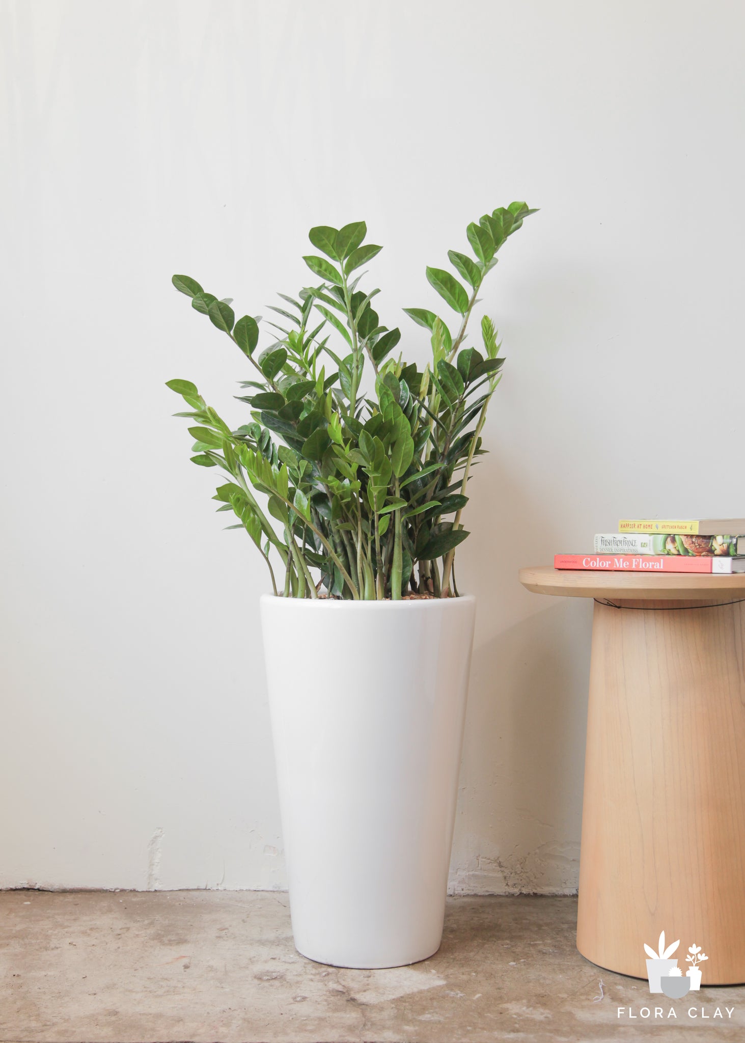 where can i buy a zz plant near me Zam Zam