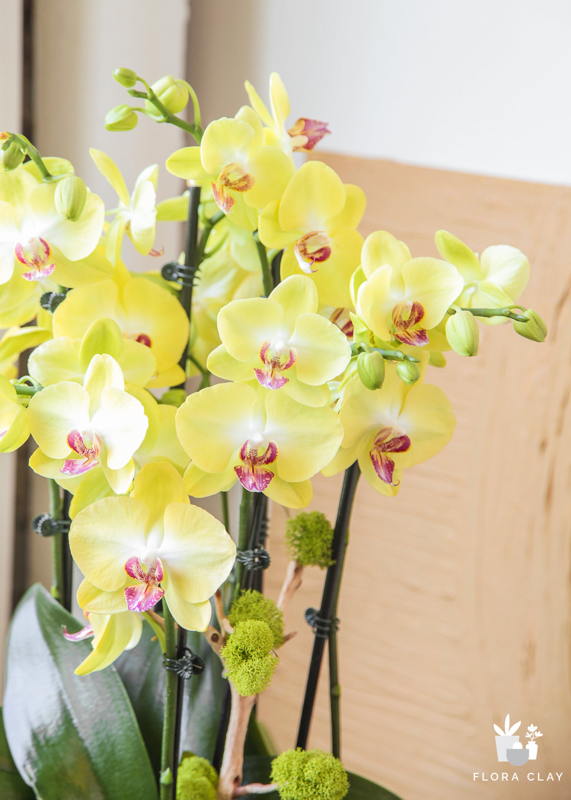 zesty-orchid-arrangement-floraclay-3.jpg