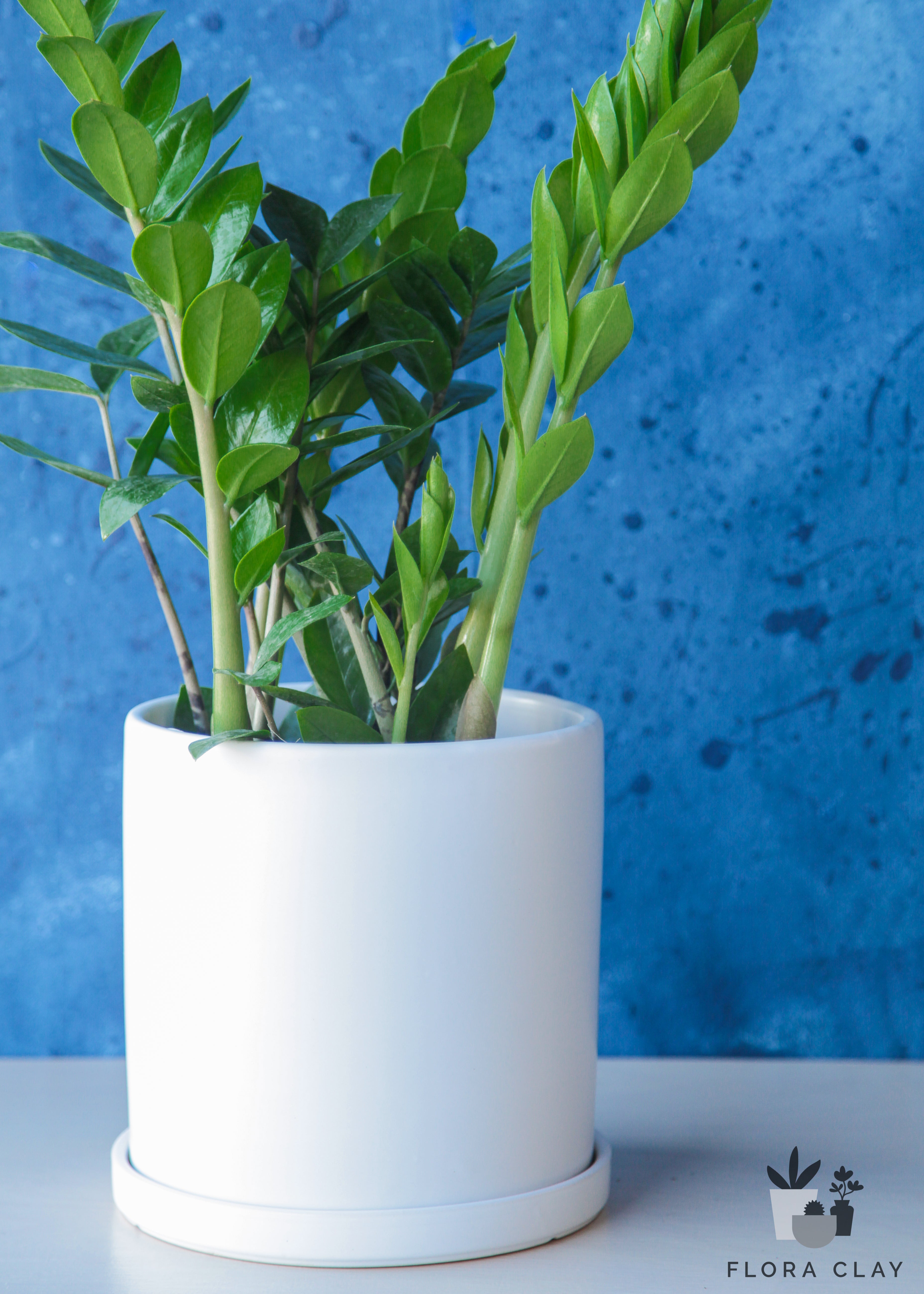 ZZ Plant in White Ceramic | Plant Arrangements – FLORA CLAY