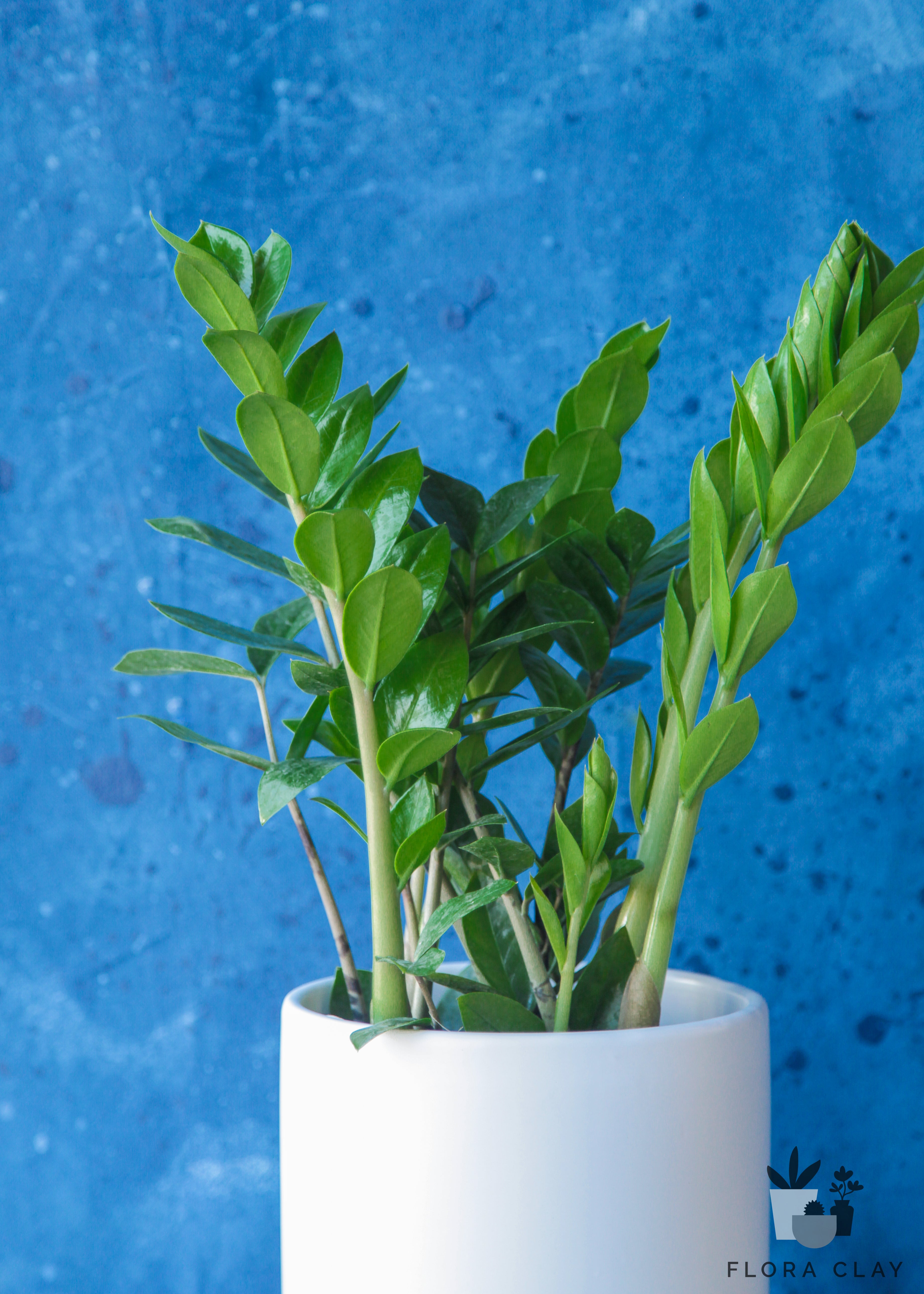 ZZ Plant in White Ceramic | Plant Arrangements – FLORA CLAY